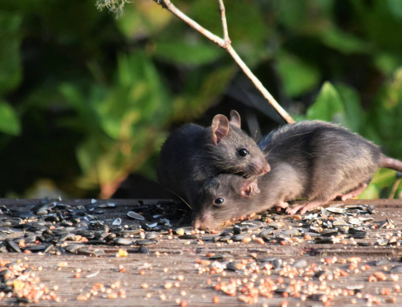 preventing rats pest control sydney