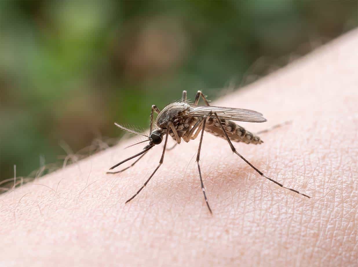 Adult mosquito, a slender insect with long legs and a needle-like mouthpart