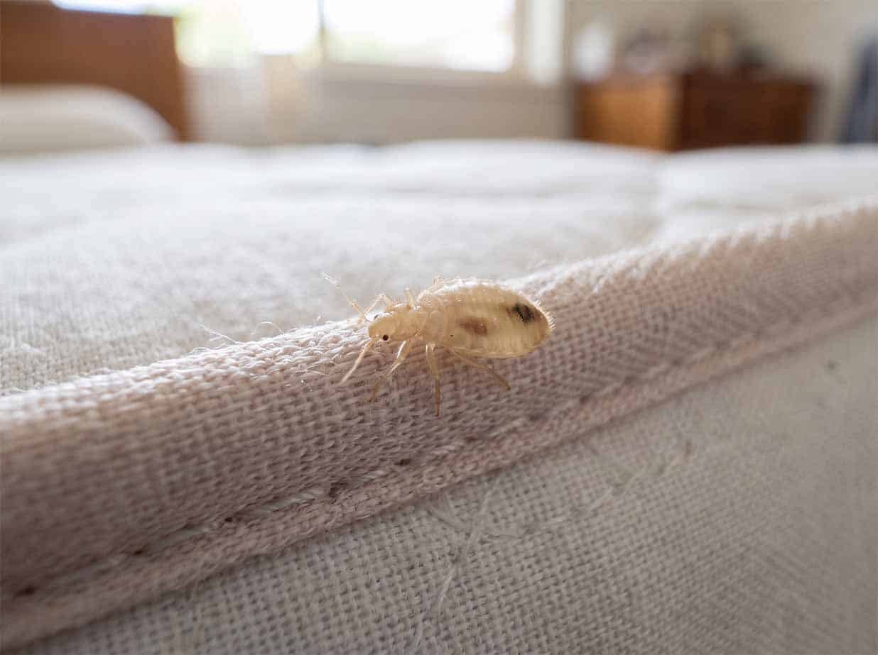 Bed bug nymph, a smaller pale cream version of the adult
