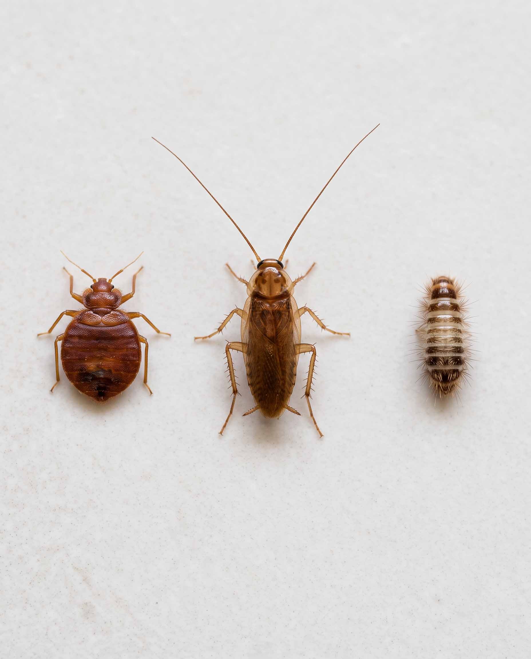 Comparison of a bed bug next to a young cockroach and a carpet beetle larva, showing the flat oval apple-seed shape of the bed bug
