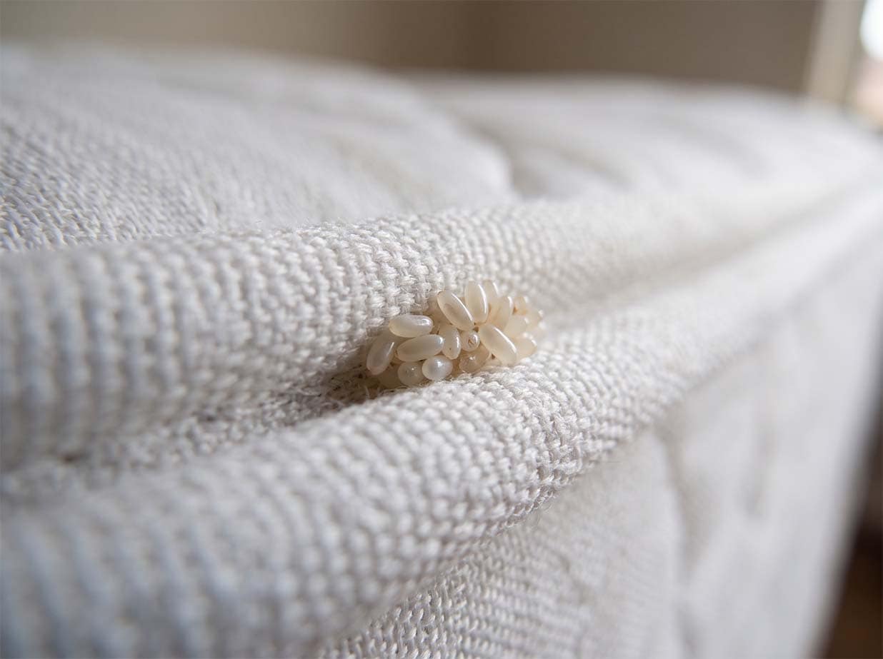 Bed bug eggs, tiny pearly white grains clustered in a mattress seam