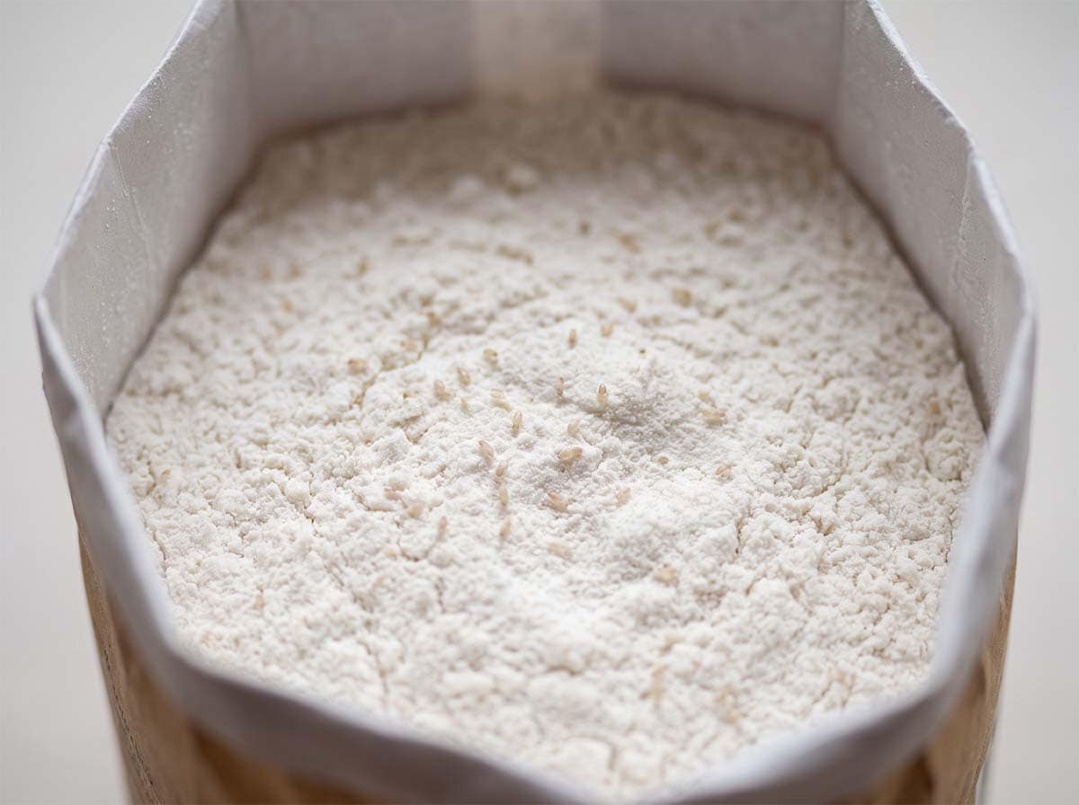 Booklice in a container of flour, showing tiny pale insects on the surface