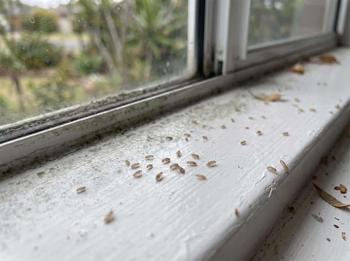 Booklice gathered on a damp window sill with fine mould growth