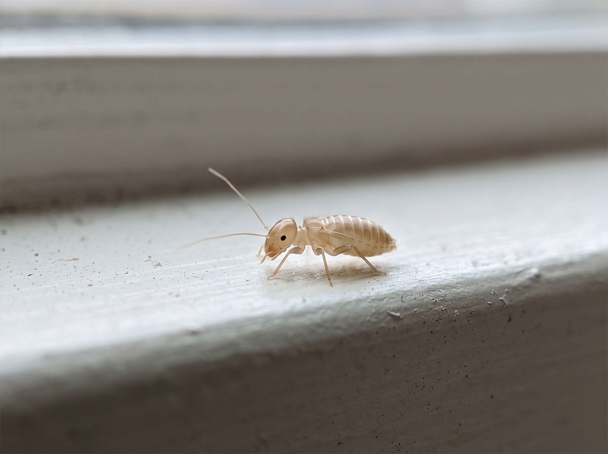 A booklouse, a tiny pale soft-bodied wingless insect with long antennae