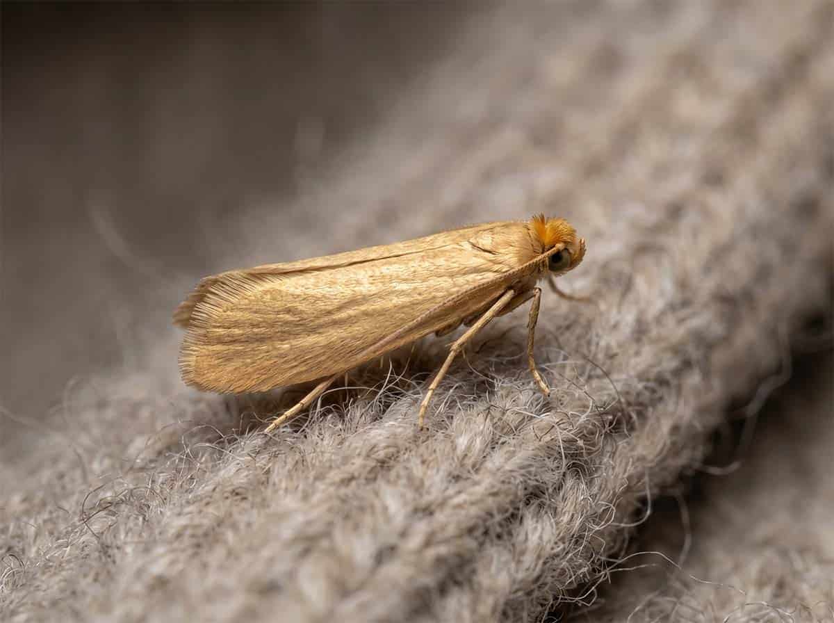 Adult webbing clothes moth, a small plain golden moth with narrow fringed wings