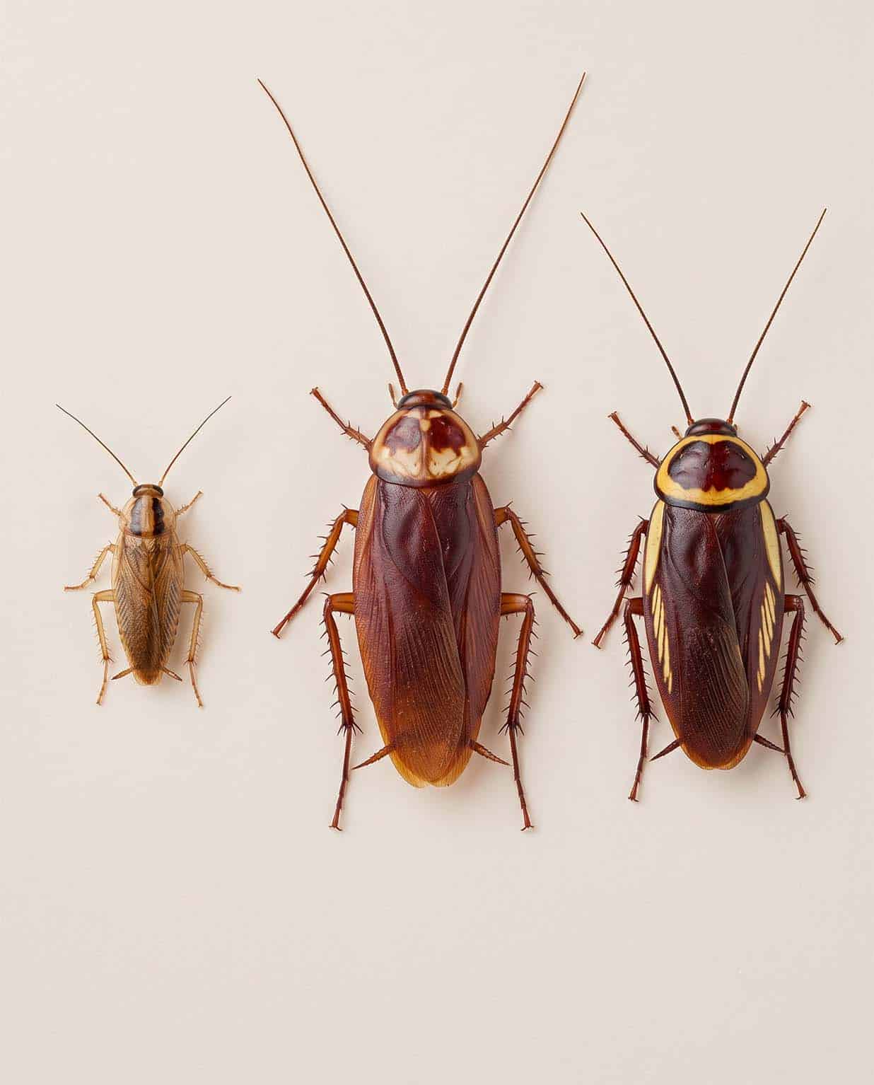 Comparison of German, American and Australian cockroaches showing the German is much smaller with two stripes behind the head