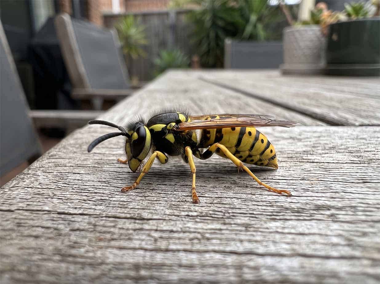 European wasp, bright yellow with bold black bands and a smooth body