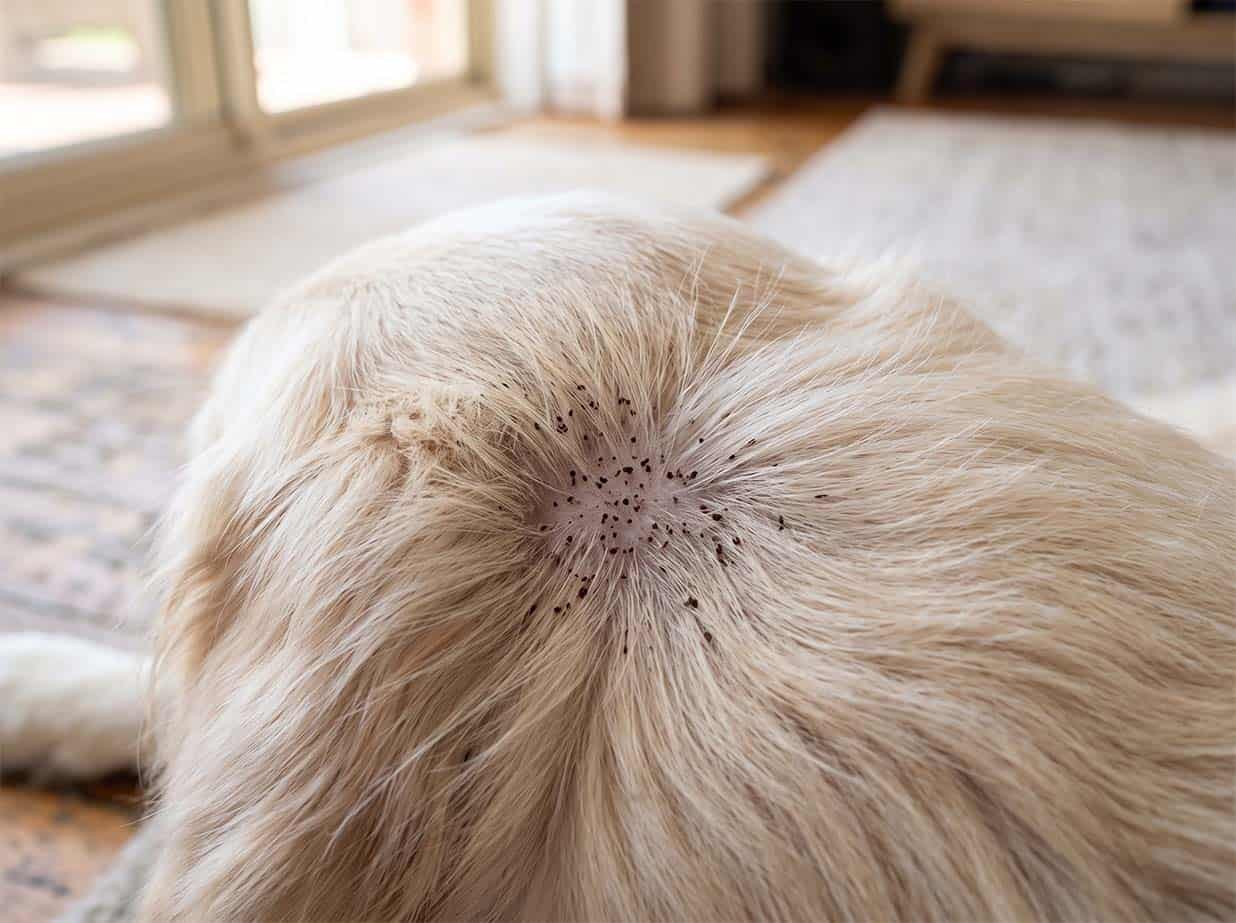 Flea dirt, black pepper-like specks in a pet's coat
