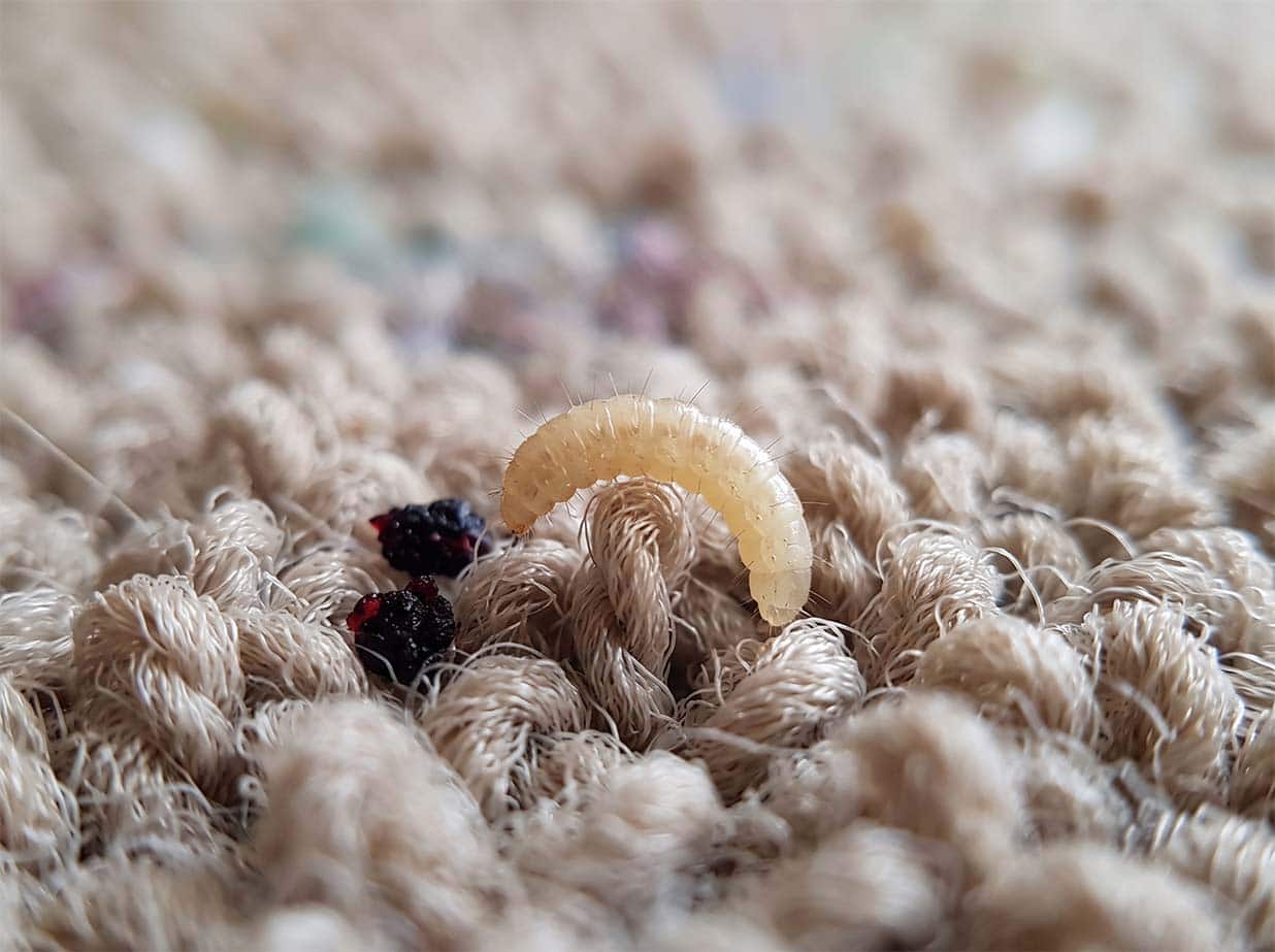 Flea larva, a tiny pale worm-like larva in carpet fibres