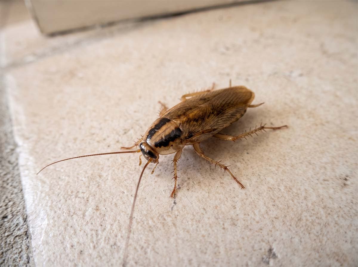 Adult German cockroach showing two dark stripes behind the head on a small light tan body