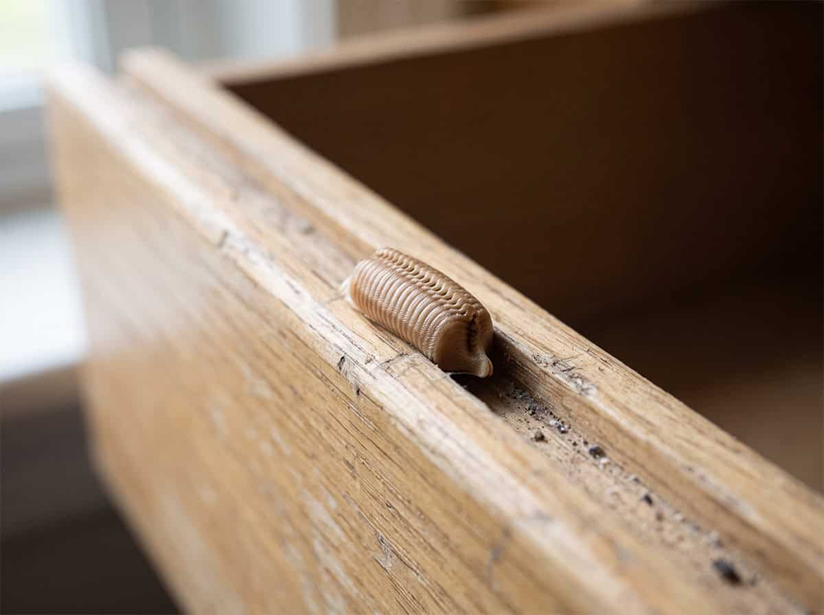 German cockroach egg case, a small light brown purse-shaped capsule with fine ridges