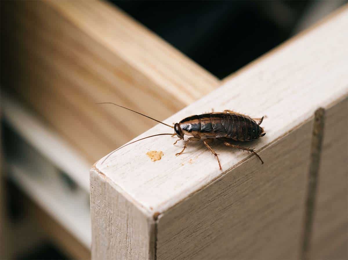 German cockroach nymph, smaller, darker and wingless, with two stripes behind the head