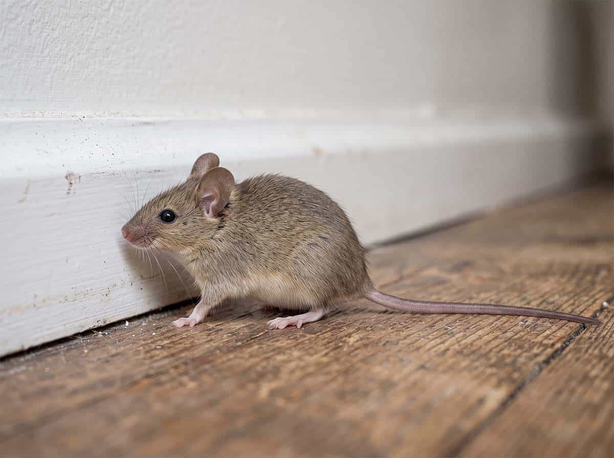 House mouse in side profile showing large ears, a pointed nose and a thin tail as long as its body