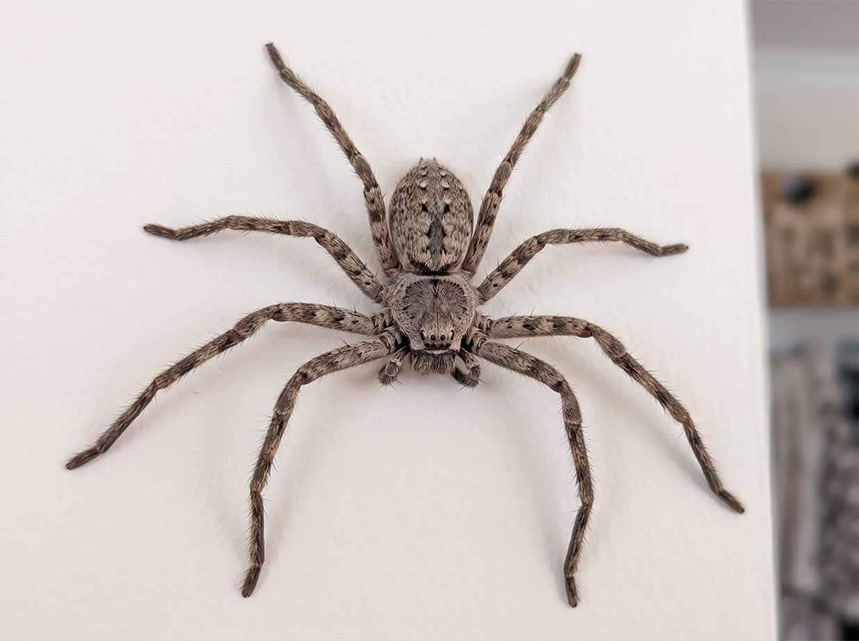 Huntsman spider, a large flat hairy grey-brown spider with long legs held crab-like