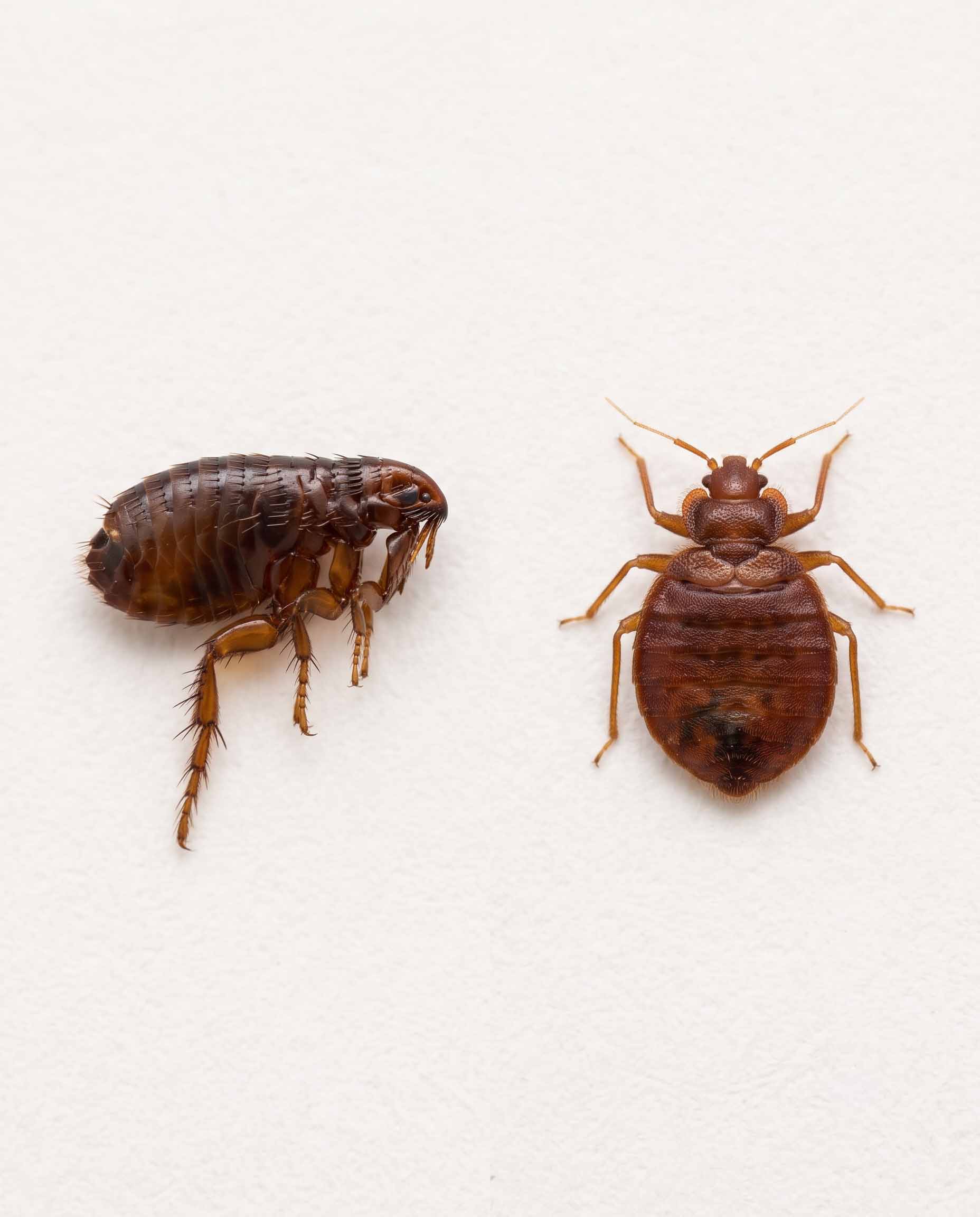 Comparison of a flea and a bed bug, showing the flea is narrow and tall while the bed bug is flat and oval