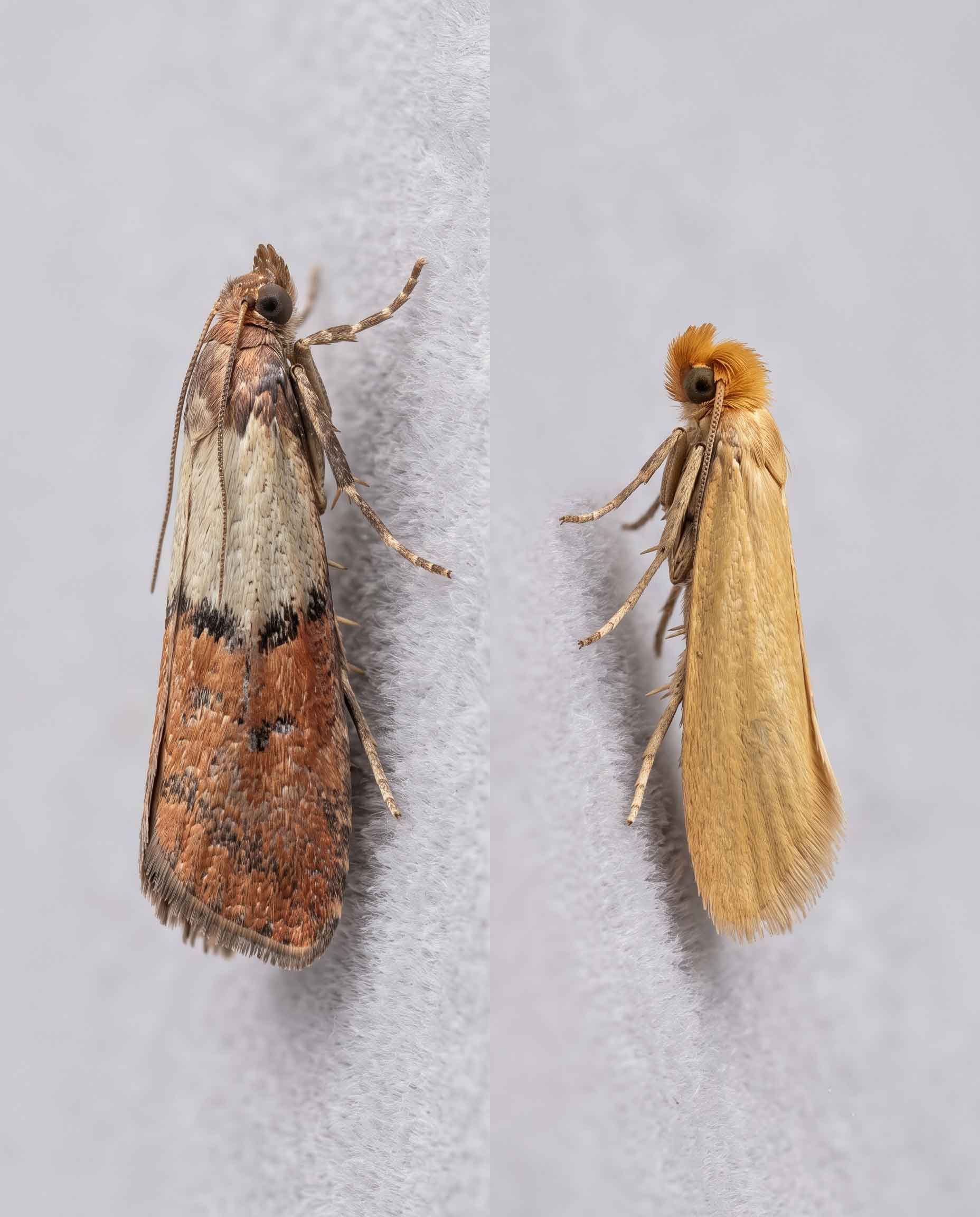 Comparison of a pantry moth and a clothes moth, showing the two-tone wing against the plain golden wing