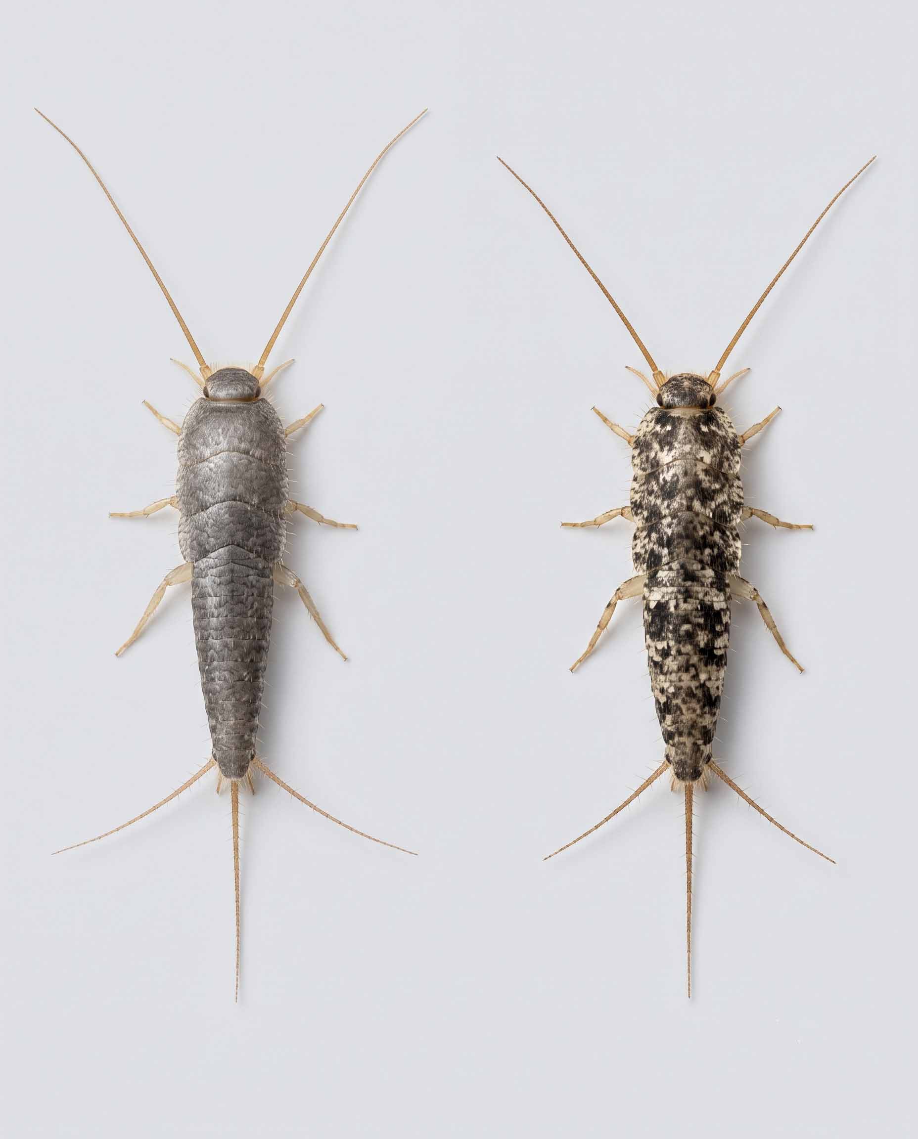 Comparison of a silverfish and a firebrat, showing the silverfish is evenly grey and the firebrat is mottled
