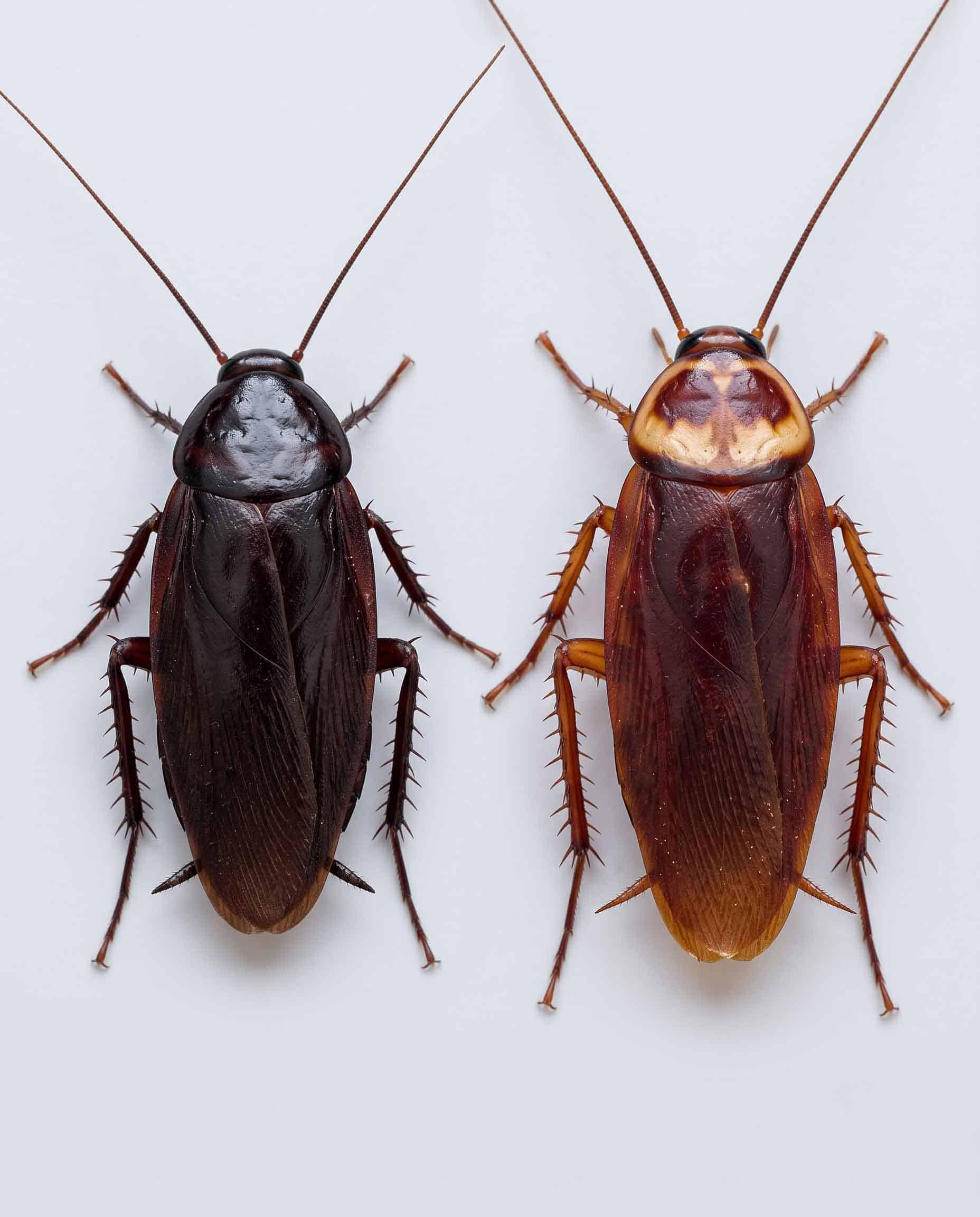 Comparison of a smoky brown cockroach and an American cockroach, showing the plain dark shield against the pale halo marking