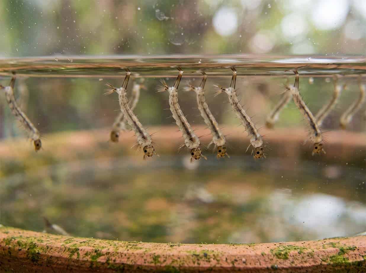 Mosquito larvae, or wrigglers, hanging just below the surface of still water