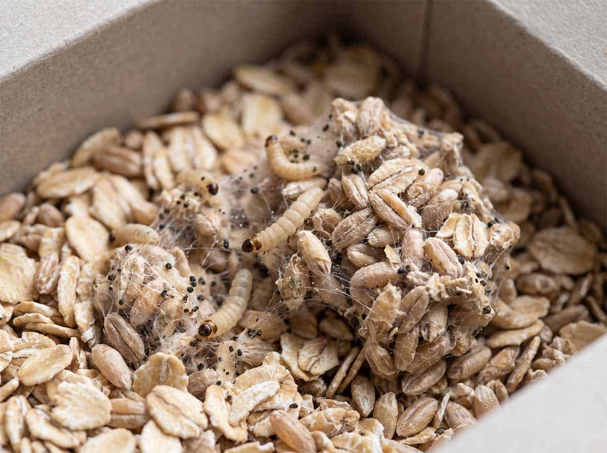 Pale moth larvae and silk webbing binding grains together in a container of cereal