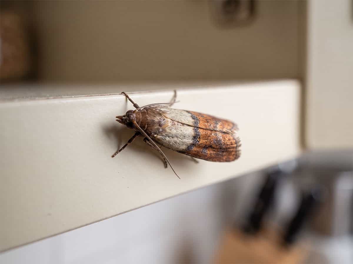 Adult Indian meal moth showing the two-tone forewing, pale at the base and coppery on the outer half