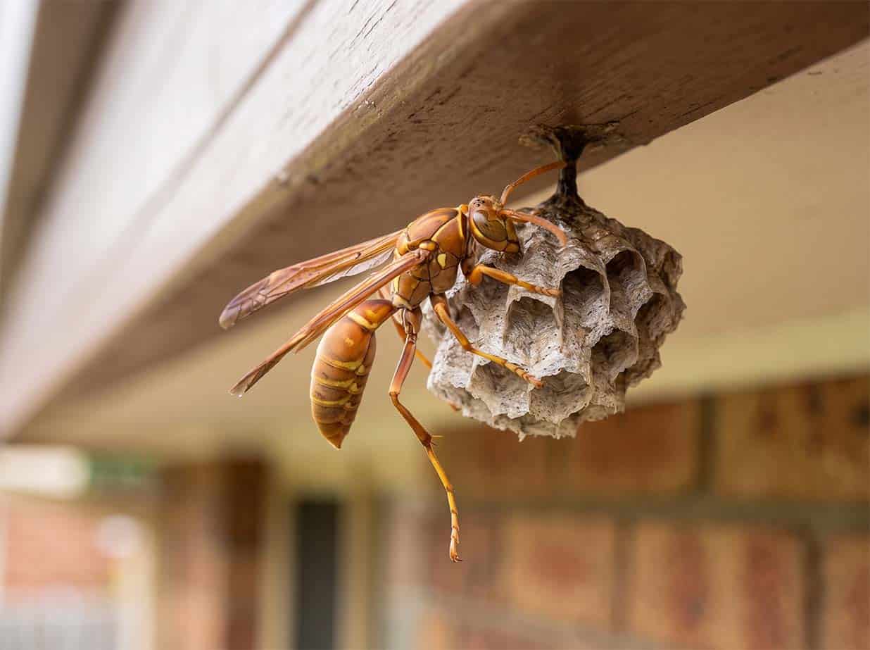 Paper wasp, slender with a long waist and legs dangling in flight