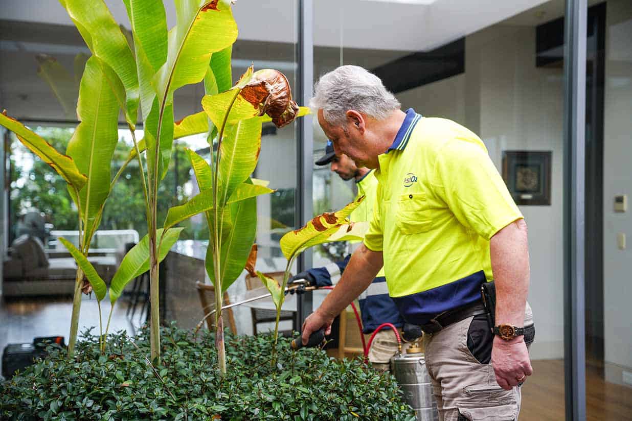 Two PestOz technicians applying outdoor pest barrier treatment at a Sydney eastern suburbs rental property