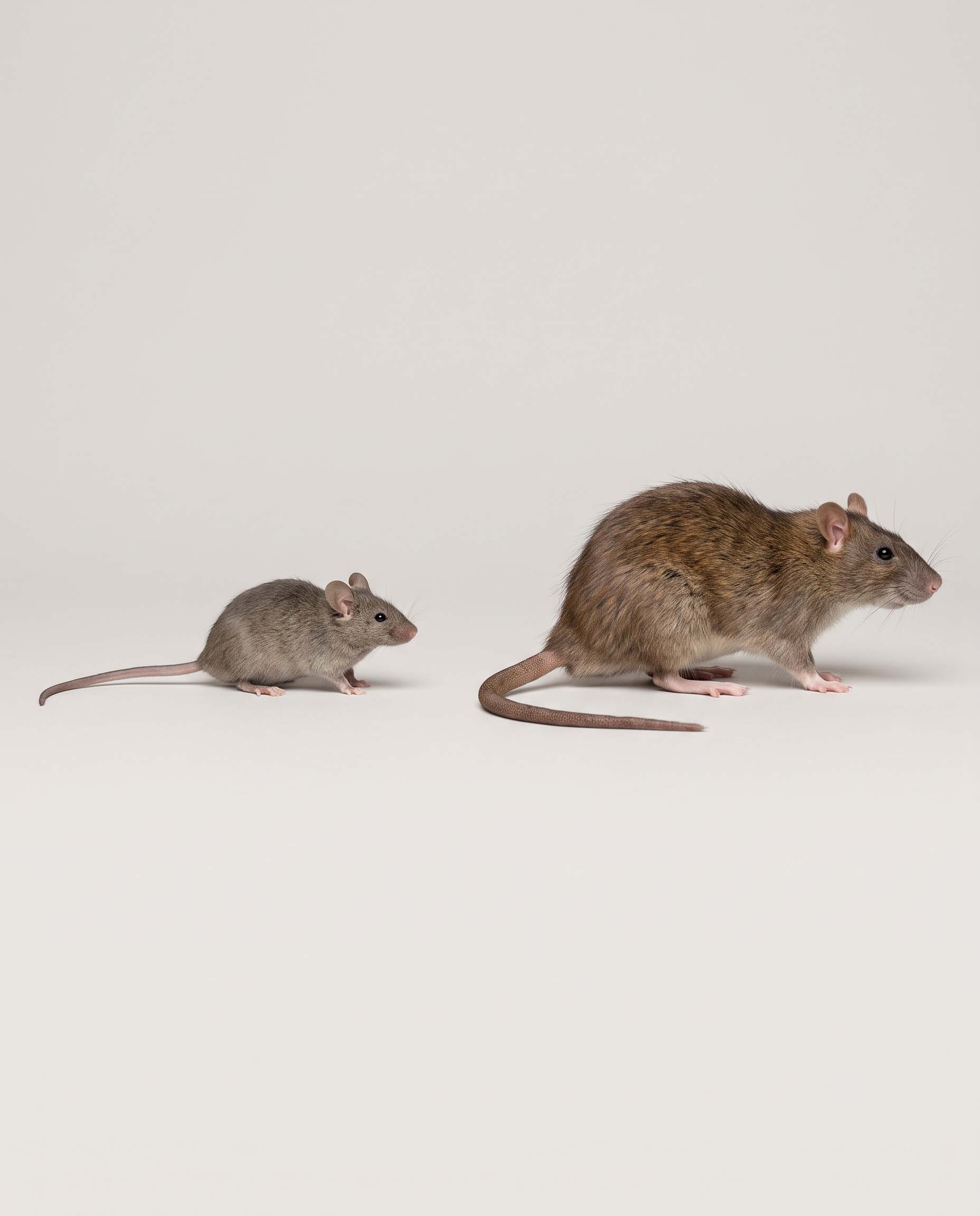 Size comparison of a house mouse next to a rat, showing the rat is much larger with a longer body and tail