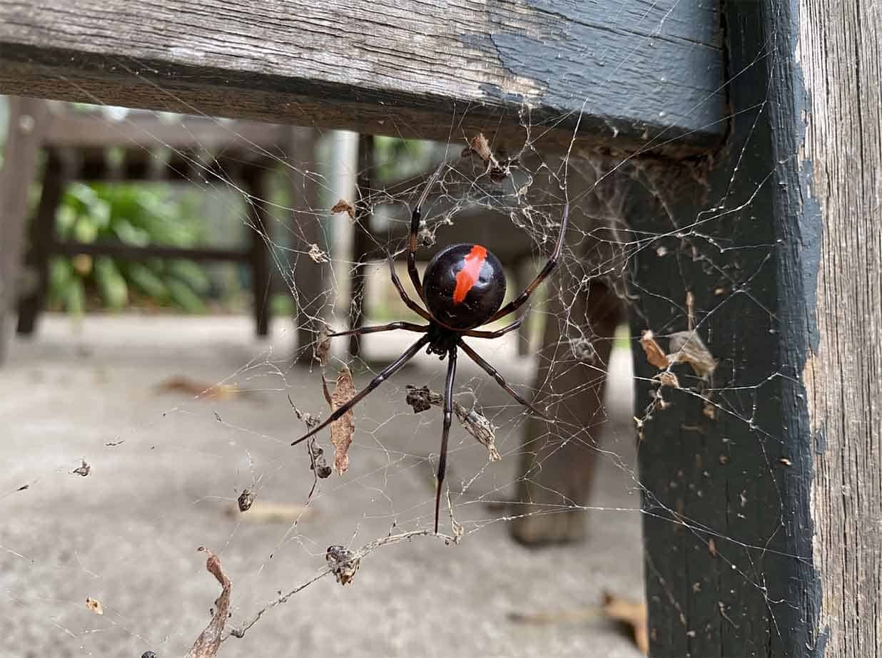 Redback spider, a black spider with a distinctive red stripe on its round abdomen