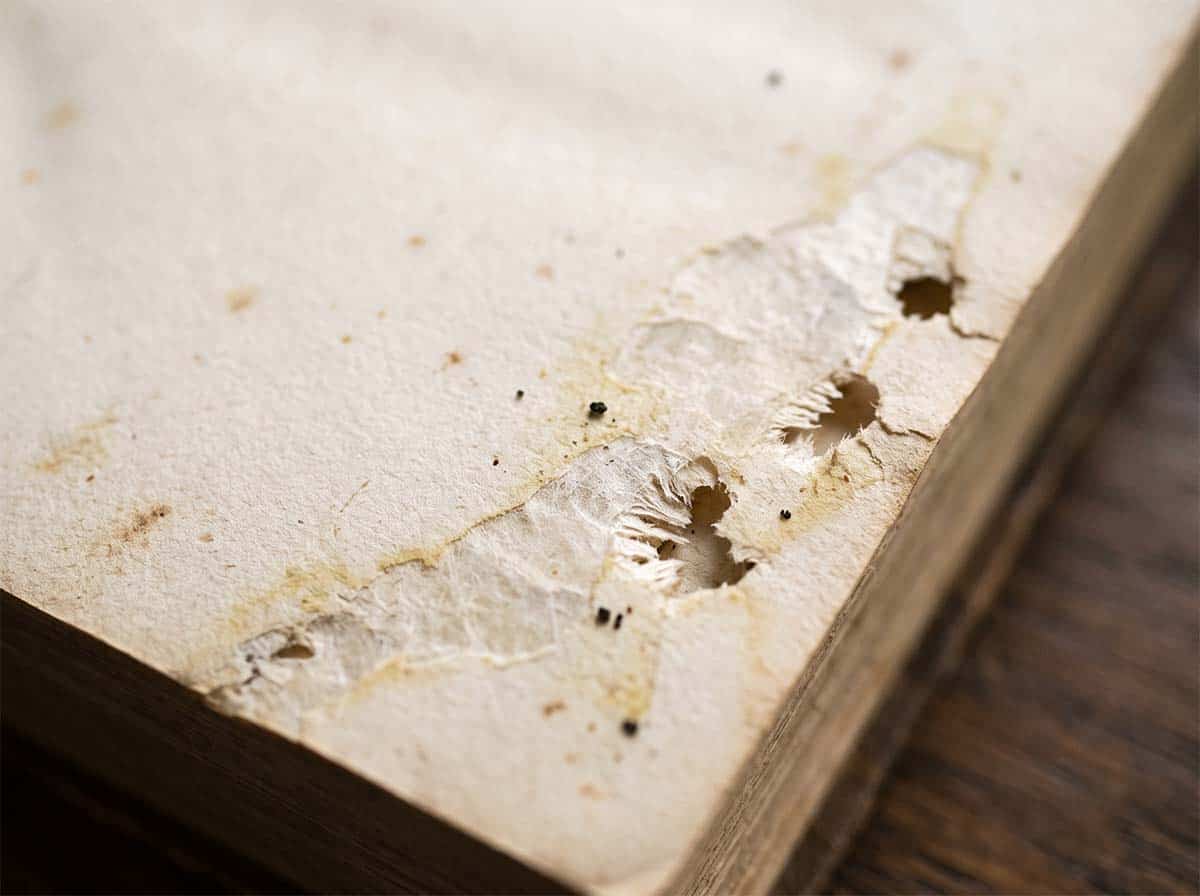 Silverfish damage on paper, showing surface grazing and irregular holes with thinned edges