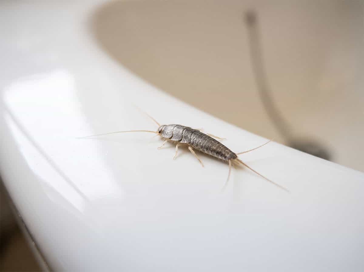 A silverfish stranded in a white bathtub, unable to climb the smooth side