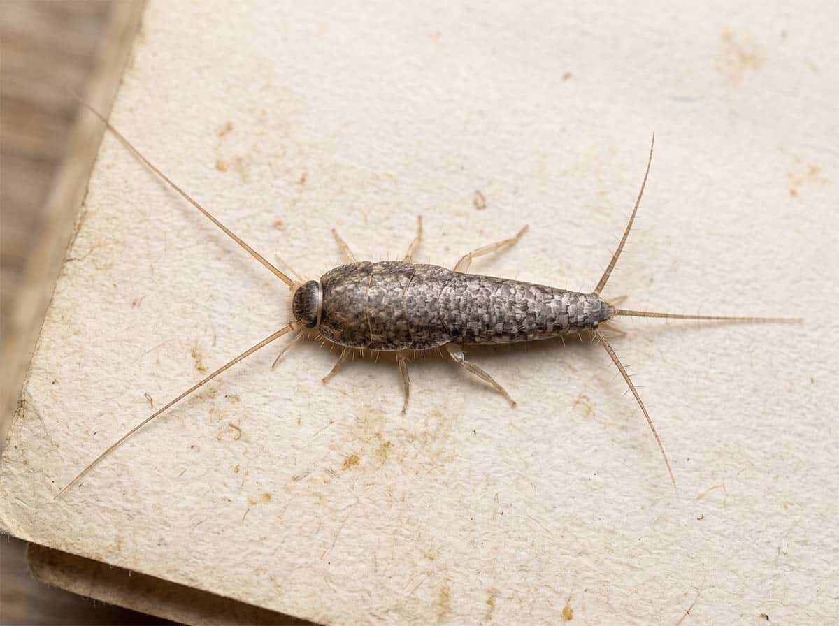 Adult silverfish showing a tapered scaly body, long antennae and three tail bristles