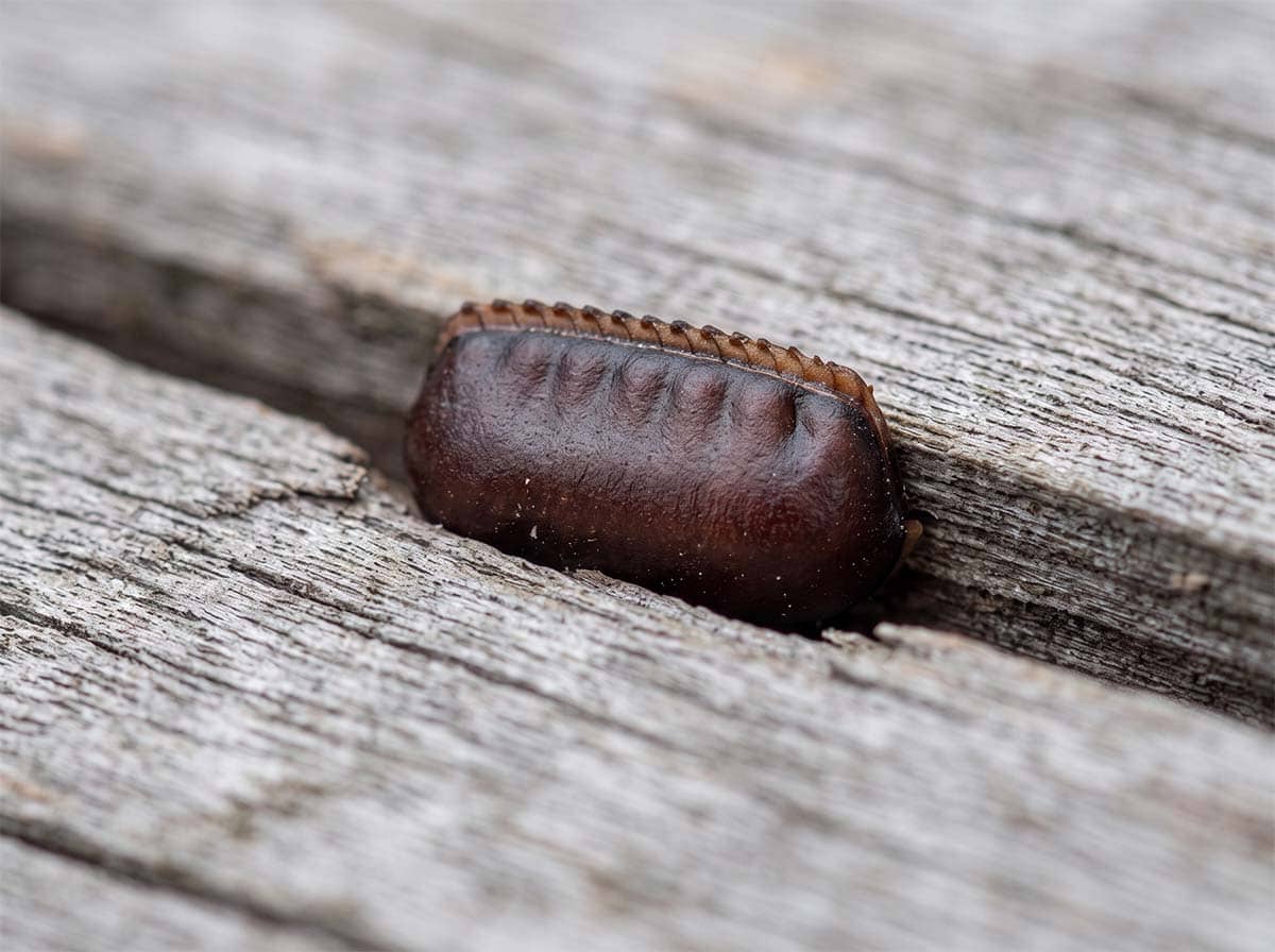 Smoky brown cockroach egg case, a dark brown ridged capsule about 12 mm long