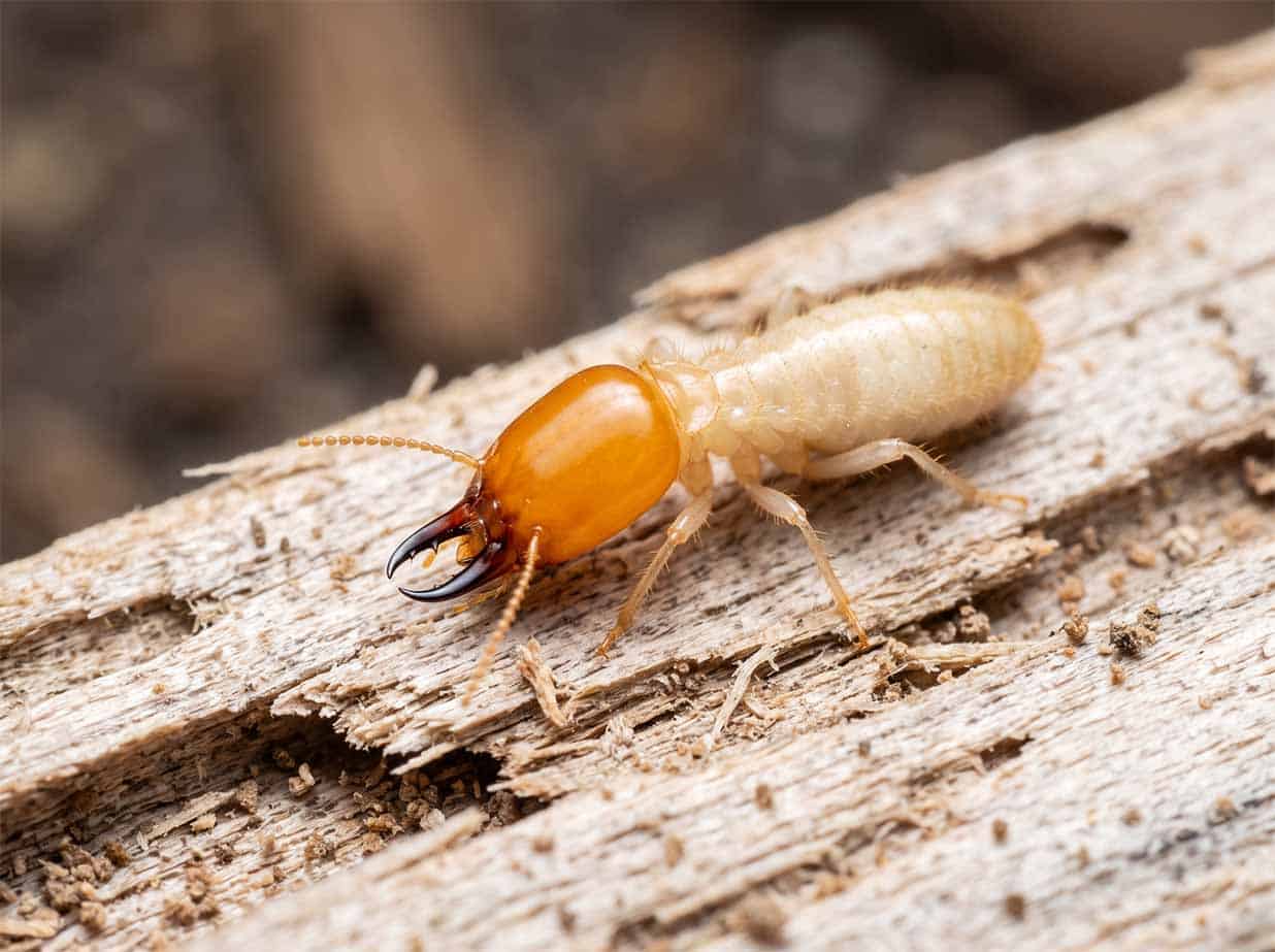 Soldier termite showing a pale body and a darker hardened head with large jaws