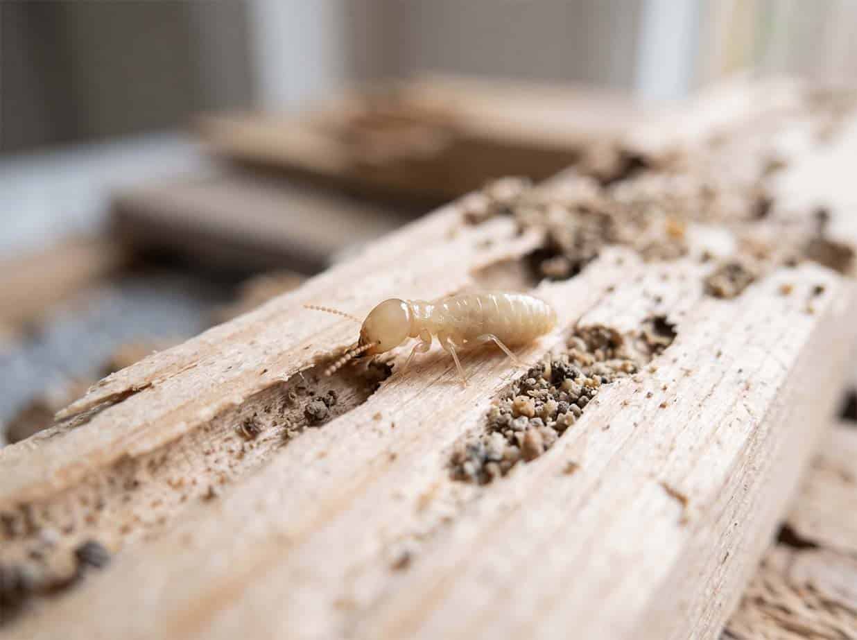 Worker termite, a small soft-bodied creamy-white insect, on damaged timber